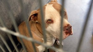 One of the pit bulls seized by authorities was being kept in an Los Angeles County animal shelter in Lancaster. The dog was one of eight owned by Alex Donald Jackson, four of which mauled a woman to death on May 9, 2013. (Credit: Irfan Khan / Los Angeles Times) 