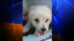 Junior had to be rescued after being left in a hot car on Thursday, Fontana police said. (Credit: Fontana Police Department)