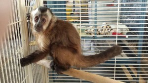 This monkey was impounded after it bit a woman outside a Riverside County pizzeria, officials said. (Credit: Riverside County Animal Services) 