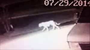 This still is from surveillance video showing a mystery animal in Norwalk on July 29, 2014.