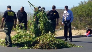 Orange County Sheriff's Department narcotics investigators worked to eradicate thousands of marijuana plants from the Laguna Wilderness Park on Aug. 15, 2014. (Credit: KTLA)