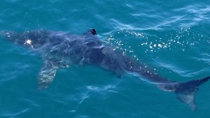 This photo shows a great white shark spotted off Laguna Beach on Aug. 6, 2014, according to sportfishing Capt. Larry Hartmann. (Credit: Larry Hartmann)