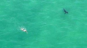 A swimmer could be seen not far from a possible shark off Manhattan Beach on Aug. 14, 2014. (Credit: KTLA)