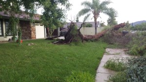 A resident provided this photo of a tree toppled by the storm in Lake Elsinore on Sept. 16, 2014. 