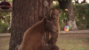 A female bear and her cub were uneasy about leaving a Monrovia neighborhood they wandered into due to a crown of spectators, authorities said on Sept. 10, 2014. (Credit: KTLA)