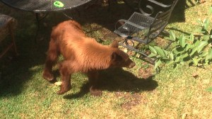 A bear was spotted in a backyard in Monrovia on Wednesday, Sept. 10, 2014. (Credit: Jon Gonzalez)