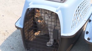 Residents living in the Silverado Fire area were voluntarily leaving, some with their pets, on Sept. 12, 2014. (Credit: KTLA)