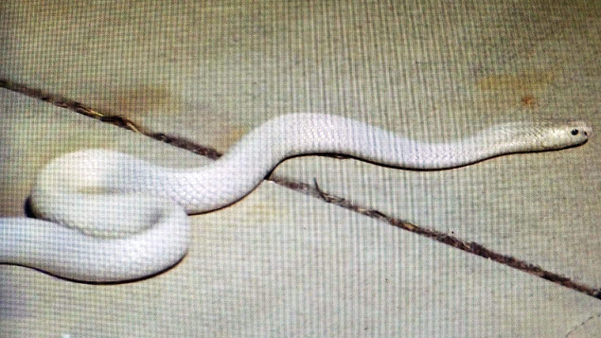 A picture of the cobra shortly after it was caught in Thousand Oaks on Thursday, Sept. 4, 2014. (Credit: KTLA)