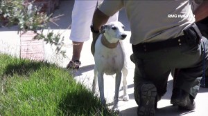 A dog that was bitten by a cobra in Thousand Oaks was expected to be OK. (Credit: RMG News HD)