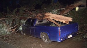 A tree fell on a truck after wild weather hit the Inland Empire on Sept. 16, 2014. (Credit: KTLA)