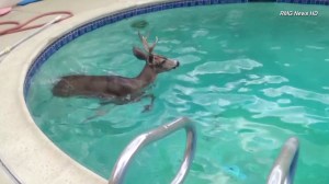 A deer went for a swim in a residential pool in Encino on Saturday, Sept. 27, 2014. (Credit: RMG News)