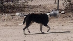 A dog was found wandering the Sky Valley area of Riverside County with its head in a plastic jug. (Credit: Riverside County Department of Animal Services)