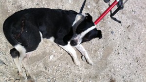 Animal control officers were able to get the plastic jug off the dog's head. (Credit: Riverside County Department of Animal Services)