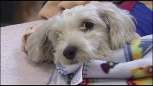 Gordo was recovering at a Culver City animal hospital on Sept. 18, 2014, one day after he was hit by a van during a pursuit. (Credit: KTLA)