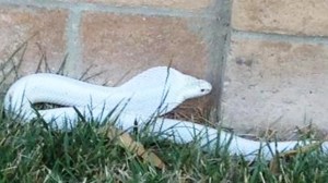 A photo of the cobra was released by the County of Los Angeles Department of Animal Care and Control. 