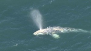 A gray whale was spotted near the shores of Marina del Rey on Sept. 9, 2014. (Credit: KTLA)