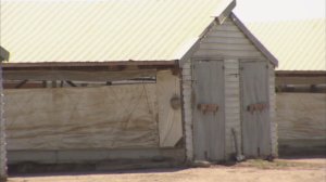 Nearly 1,000 chickens were maliciously killed at a Fresno County Foster Farms facility, authorities said. (Credit: CNN)