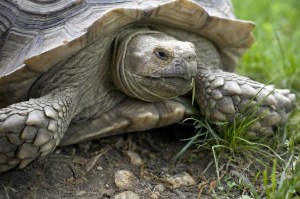 tortoise-24076404