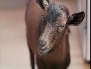 Doritos Super Bowl Ad: Goat 4 sale