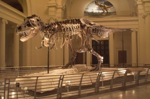 SueFieldMuseumTRex-3437545