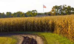 092Woodfield_REV-abundantcornfieldamericanflag