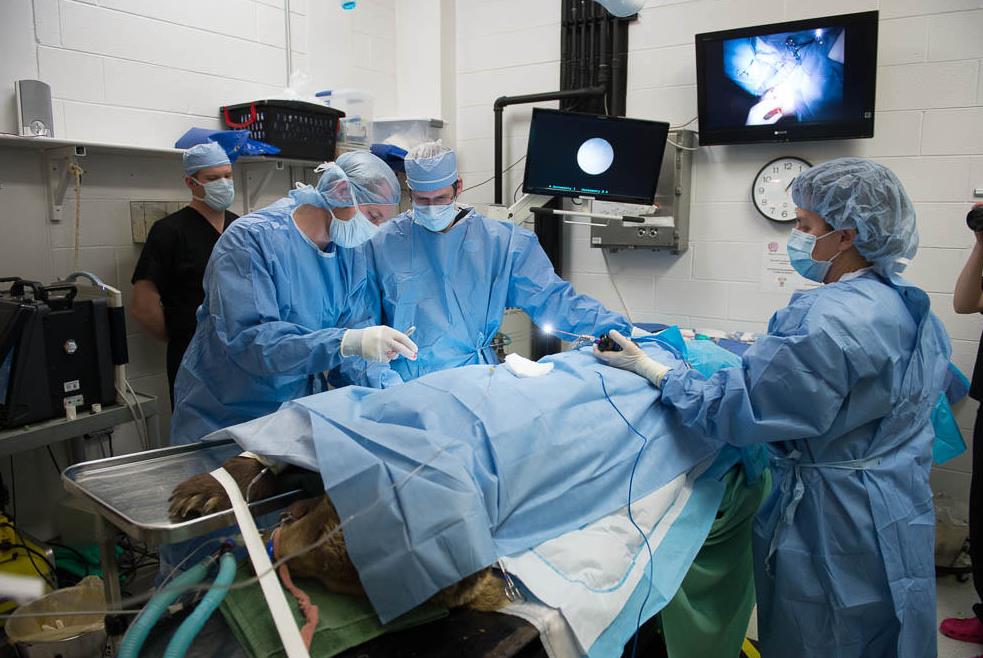 CSU bear sugery