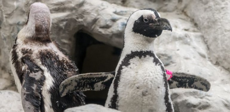 Tess the penguin is reunited with her flock at the Pueblo Zoo, December 9, 2014.