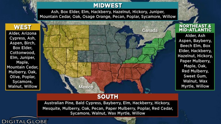 National tree allergy map. Colorado is listed under "Midwest"