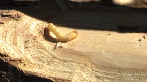 Emerald Ash Borer larva in firewood