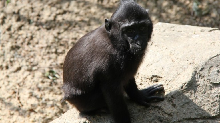 Zimm, a three-year-old sulawesi macaque (Photo: CNN)