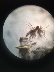 The infamous aedes aegypti mosquito seen through a microscope. It is the main culprit of the zika epidemic as well as that of other viruses like dengue or chikungunya.