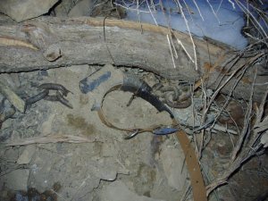 Trap used for wildlife
