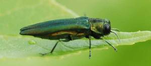 Adult Emerald Ash Borer