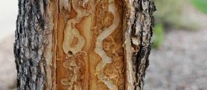 eab-galleries-under-bark