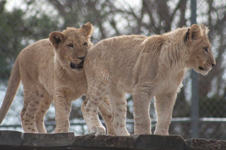 (Photo: Denver Zoo)