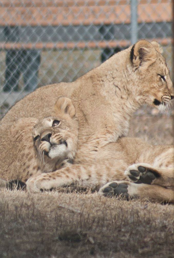 (Photo: Denver Zoo)