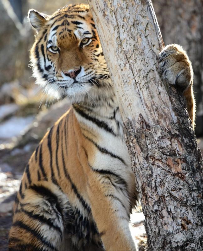 (Photo: Cheyenne Mountain Zoo)