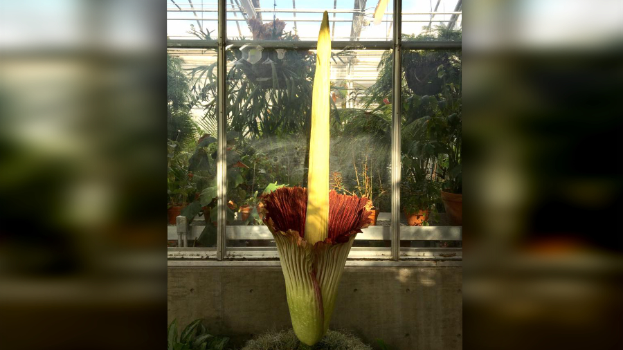 The blooming corpse flower at Denver Botanic Gardens. (Photo: Denver Botanic Gardens)