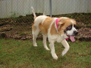 Jefferson County (Missouri) Animal Control