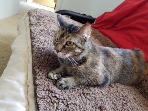 One of the three cats from Colorado Companion Animal Sanctuary missing after fire in Bailey, CO on Dec. 4, 2016