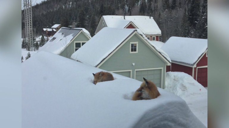 Foxes on the roof in Breckenridge. Photo credit: Andy Carver