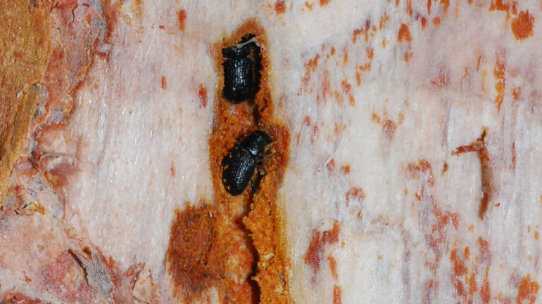 (Adult spruce beetles under the bark of a tree. Photo: Colorado State Forest Service.)