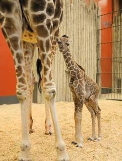 (Photo: Denver Zoo)