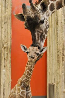 (Photo: Denver Zoo)
