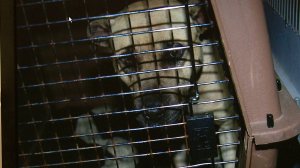 One of the dogs seized from Alvin Banks' dog-fighting ring. (Photo courtesy: Akron police)