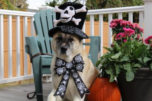 Oz the gentleman pirate