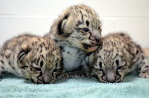 (Photo courtesy: Akron Zoo)