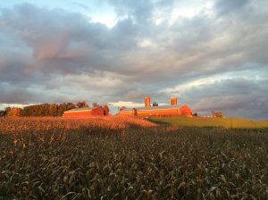 (Photo courtesy: Derthick's Corn Maze and Farm Experience)