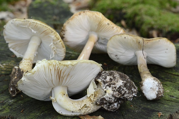 Amanita phalloides mushroom is pictured (Photo credit should read JEAN-FRANCOIS MONIER/AFP/Getty Images)
