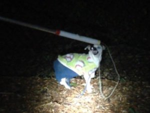 Cops in Bellevue, Washington, found a dog at a local park wearing a full fall ensemble -- and a "very angry" frown. They took him in, with its green baseball sweater and blue pants, and put out an all-call for his owner.